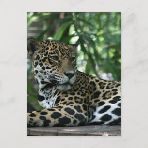Cartão Postal Jaguar da Flórida olhando para trás deitado