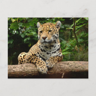 Cartão Postal Jaguar on a log Postcard