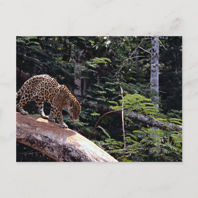Cartão Postal Jaguar (Panthera onca) na árvore (Frente)