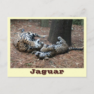 Cartão Postal JAGUAR-PAW BACK-IMG_2914 -Shane-Carrie