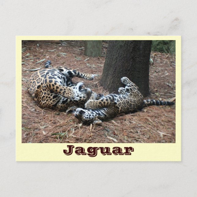 Cartão Postal JAGUAR-PAW BACK-IMG_2914 -Shane-Carrie (Frente)