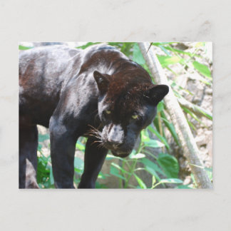 Cartão Postal Jaguar Preto