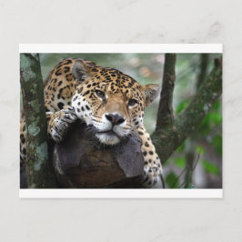 Cartão Postal Jaguar Sul-Americano
