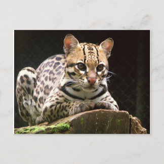 Cartão Postal Jaguatirica