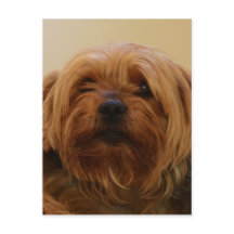 Jake The Yorkie Terrier