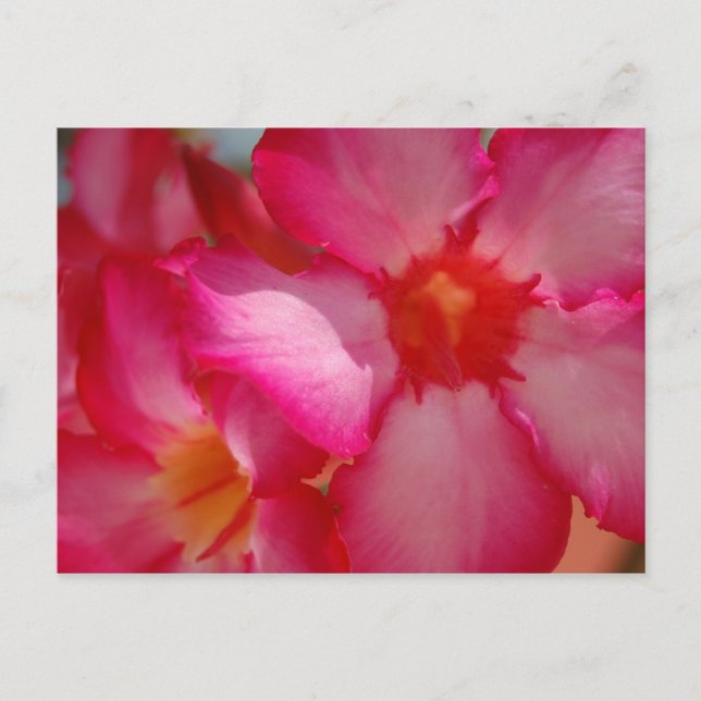 Cartão Postal Jamaica Brilhante (Frente)