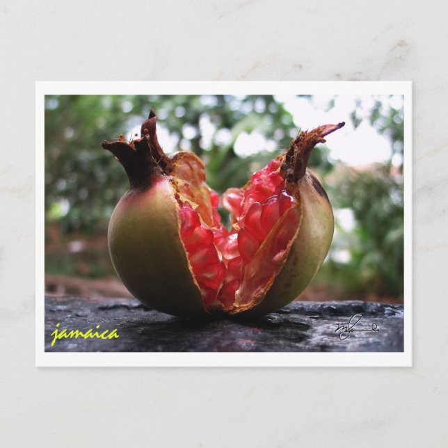 Cartão Postal Jamaica Pomegranate (Frente)