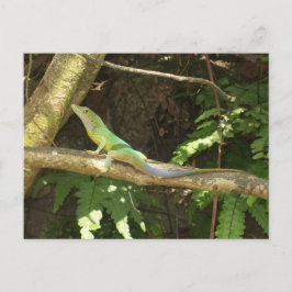 Cartão Postal Jamaican Green Lizard