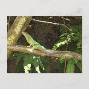 Cartão Postal Jamaican Green Lizard