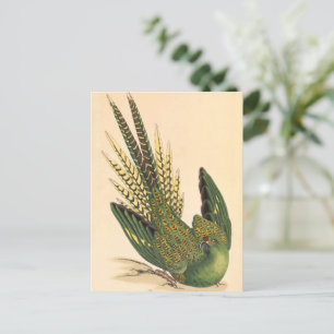 Cartão Postal James Sowerby Ground Parrot, Psittacus terrestris