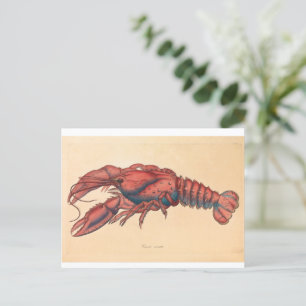 Cartão Postal James Sowerby Sernotated Lobster