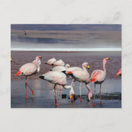 Cartão Postal James's Flamingos