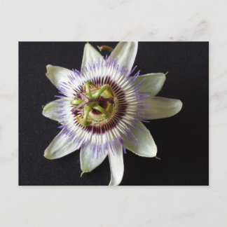 Cartão Postal Jan 2 - brainfarte educado