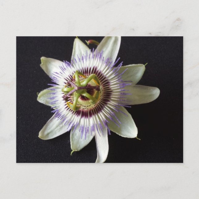 Cartão Postal Jan 2 - brainfarte educado (Frente)