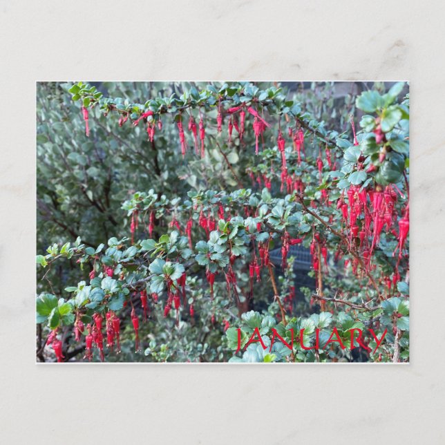 CARTÃO POSTAL JANEIRO (Frente)