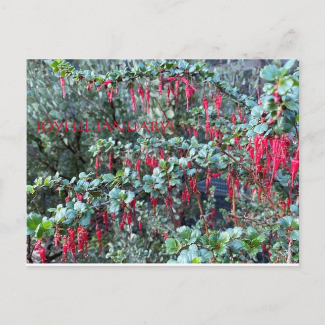 CARTÃO POSTAL JANEIRO ADORÁVEL! (Frente)