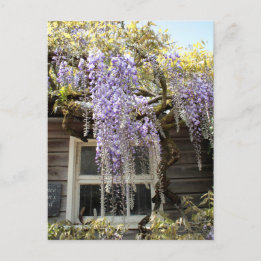 Cartão Postal Janela Wisteria - Wisteria Flowers Hidcote