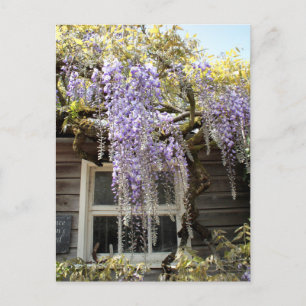 Cartão Postal Janela Wisteria - Wisteria Flowers Hidcote
