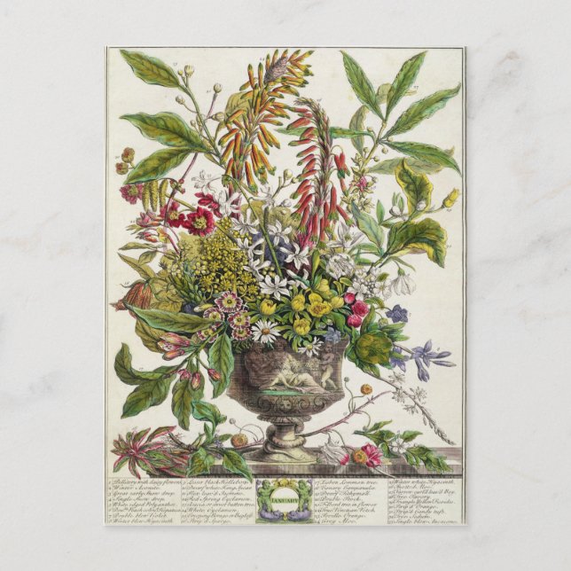 Cartão Postal January, from `Twelve Months of Flowers' (Frente)