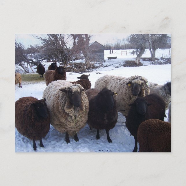 Cartão Postal January Sheep in Snow (Frente)