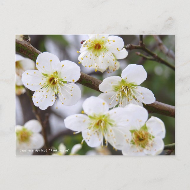Cartão Postal Japanese Apricot "Ryoku-gaku" [Postcard] (Frente)