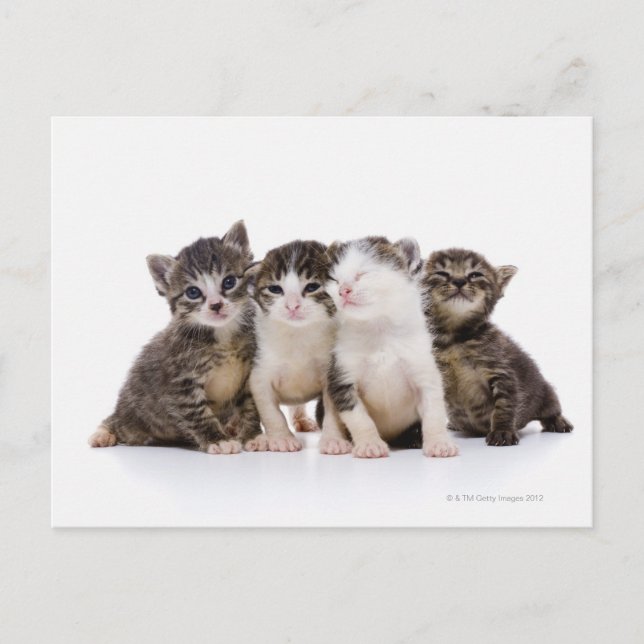 Cartão Postal Japanese cat (Frente)