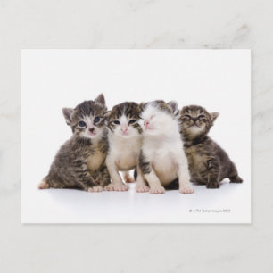 Cartão Postal Japanese cat