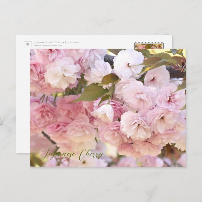 Cartão Postal Japanese Cherry (Frente/Verso)