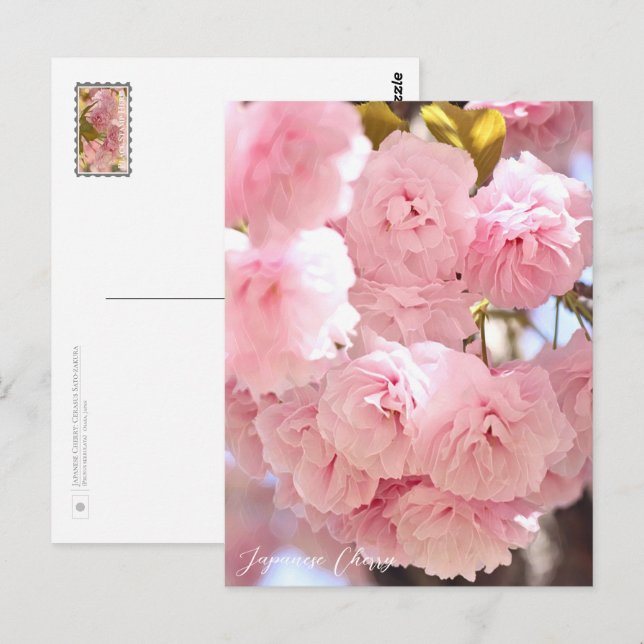 Cartão Postal Japanese Cherry (Frente/Verso)