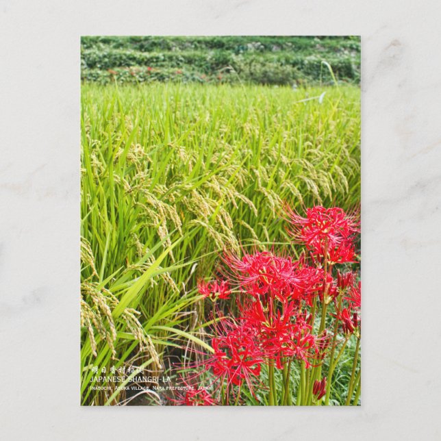 Cartão Postal JAPANESE SHANGRI-LA [Postcard] (Frente)