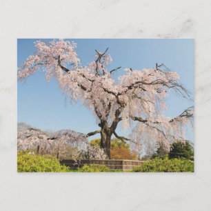 Cartão Postal Japão, Quioto. Cerejeira chorona sob céu azul