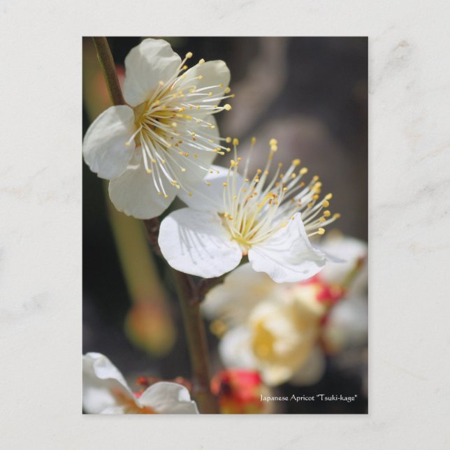 Cartão Postal Japonês Apricot "Tsuki-kage" [Cartão-postal] (Frente)