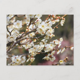 Cartão Postal Japonês Apricot "Tsuki-kage" [Cartão-postal]