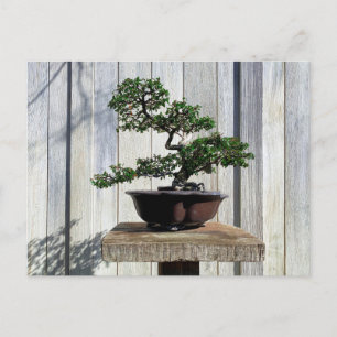 Cartão Postal Japonês Bonsai