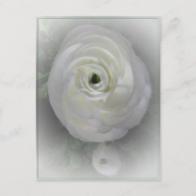 Cartão Postal Japonês Camelia (Frente)