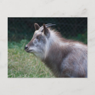 Cartão Postal Japonês Serow