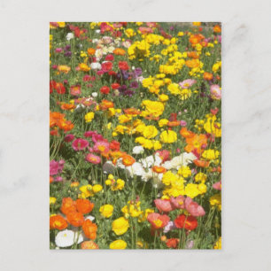 Cartão Postal Jardim