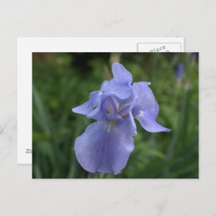 Cartão Postal Jardim bonito Periwinkle Iris