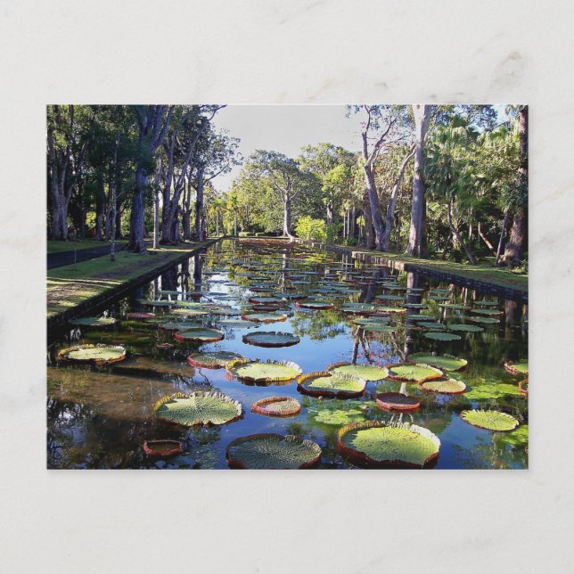 Cartão Postal Jardim Botânico Pamplemousses, Ilha Maurícia (Frente)