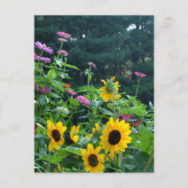 Cartão Postal Jardim com vista, margaridas, cosmos, girassóis