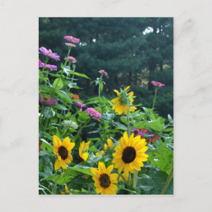 Cartão Postal Jardim com vista, margaridas, cosmos, girassóis