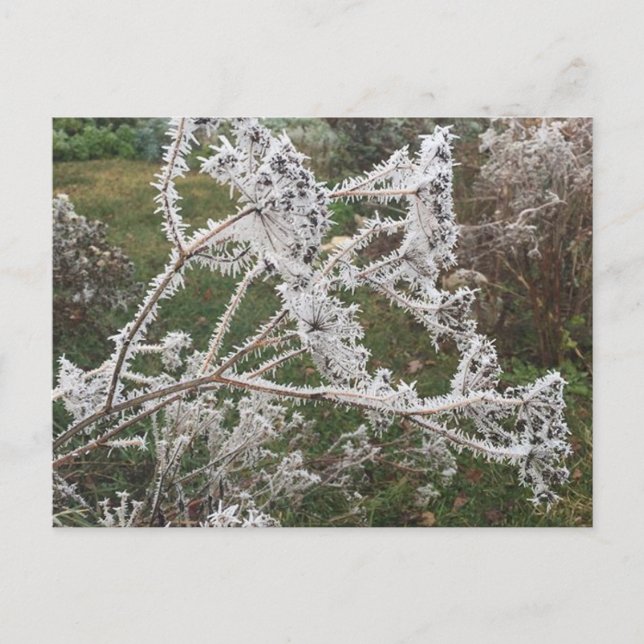 Cartão Postal Jardim da Manhã Frosty (Frente)