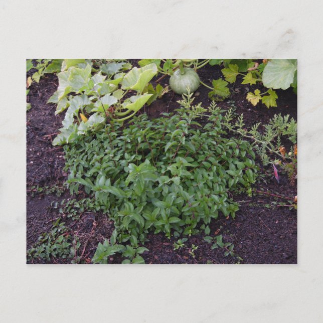 Cartão Postal Jardim de Casa (Frente)