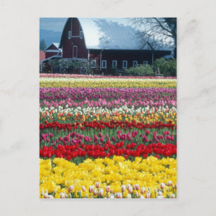 Cartão Postal jardim de exposição de tulipas, condado de Skagit,