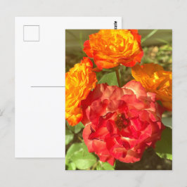 Cartão Postal Jardim De Flor Laranja E Vermelho