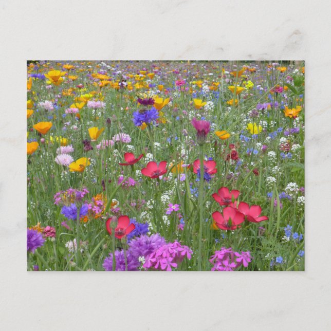 Cartão Postal Jardim de Flores (Frente)