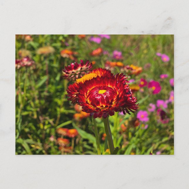 Cartão Postal Jardim de flores (Frente)