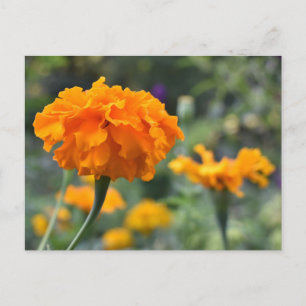 Cartão Postal Jardim de Fotografia da Flor Laranja Marigold