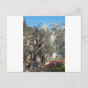 Cartão Postal Jardim De Gethsemane