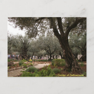 Cartão Postal Jardim de Gethsemane